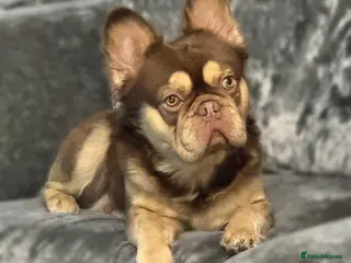 French Bulldog dogs RFG 0 & FBCE - Koda Bear - Full Fluffy Rojo & Tan - Advert 12