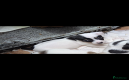 Jack Russell dogs for sale: Jack Russel puppies - Image 4