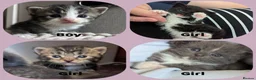 Mixed Breed cats for sale: Beautiful kittens  - Advert 1