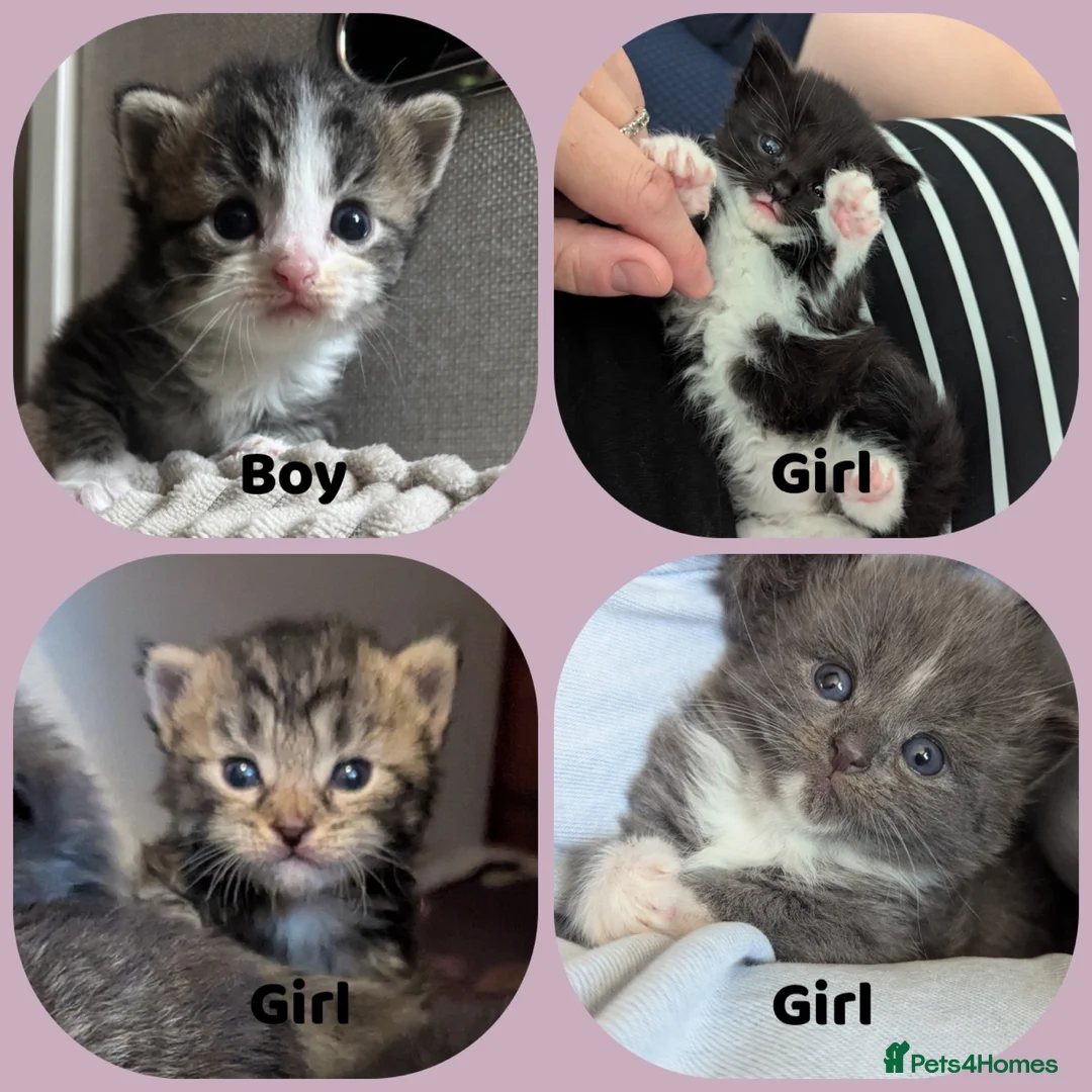 Mixed Breed cats for sale: Beautiful kittens  - Advert 1