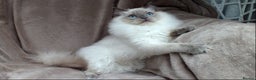 Ragdoll cats for sale: 2 RAGDOLL KITTENS TO GO TOGETHER CHAMPION IMP BL - Advert 11