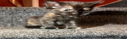 Mixed Breed cats for sale: 5 Mixed Coloured Kittens Available! - Advert 30