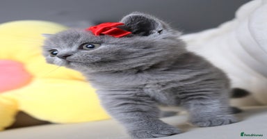 British Shorthair cats - Advert 4