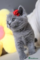 British Shorthair cats - Advert 1