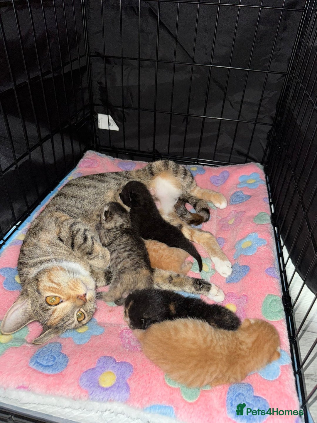 British Shorthair cats for sale: BRITISH SHORTHAIR CROSS OCICAT KITTENS - Image 1