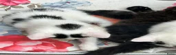 Mixed Breed cats for sale: For sale, friendly tame kittens  in Evesham - Advert 3