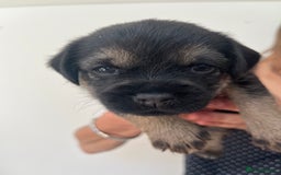 Border Terrier dogs for sale: Border Terrier pups - Blue & Tan - Image 3