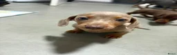 Miniature Dachshund dogs for sale: Beautiful miniature dachshund puppies - Advert 7