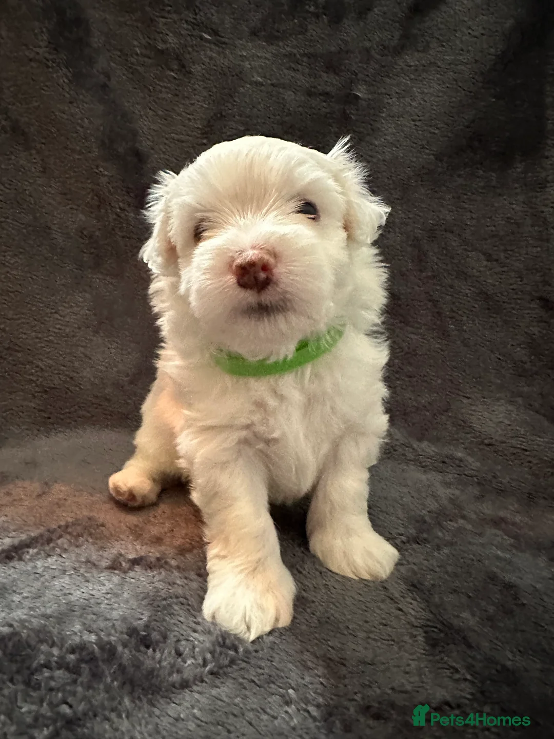 Bichon Frise dogs for sale: Adorable Bichon Frise Puppies - Advert 25