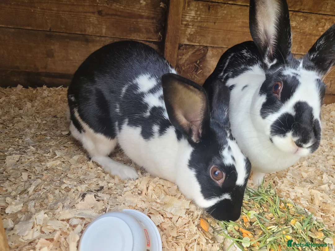 Belgian Hares rabbits for sale: 'Wren & Ruby' unique pair of female Belgian Hares - Advert 2