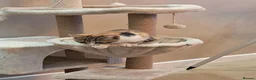 Domestic Shorthair cats for sale: Beautiful tri-colour calico tabby girl in Harlow - Advert 3