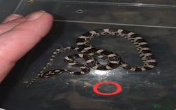 Corn Snake reptiles for sale: Hatchling Corn Snakes CB25 - Image 9