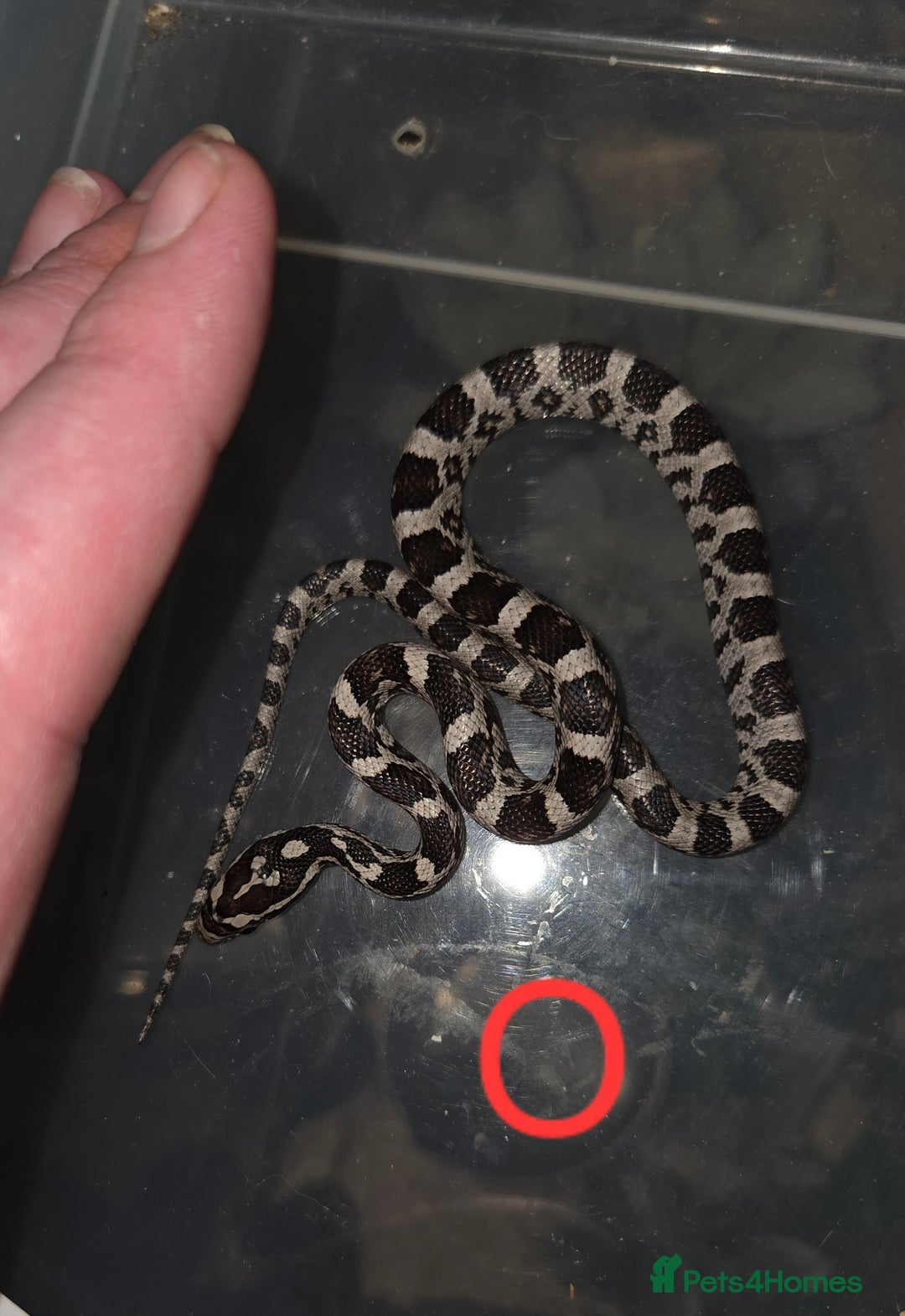 Corn Snake reptiles for sale: Hatchling Corn Snakes CB25 - Image 9