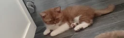 British Shorthair cats for sale: Full British Shorthair Kittens - Advert 1