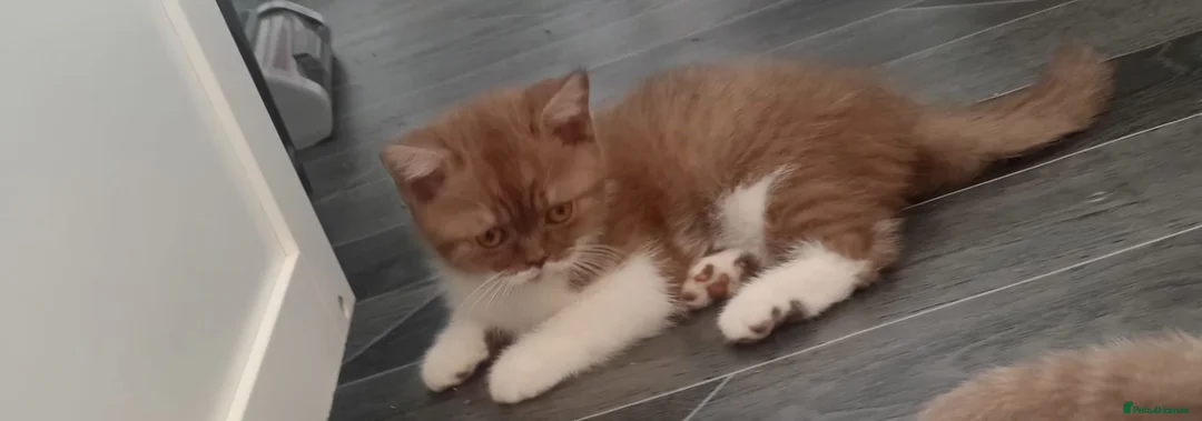 British Shorthair cats for sale: Full British Shorthair Kittens - Advert 1