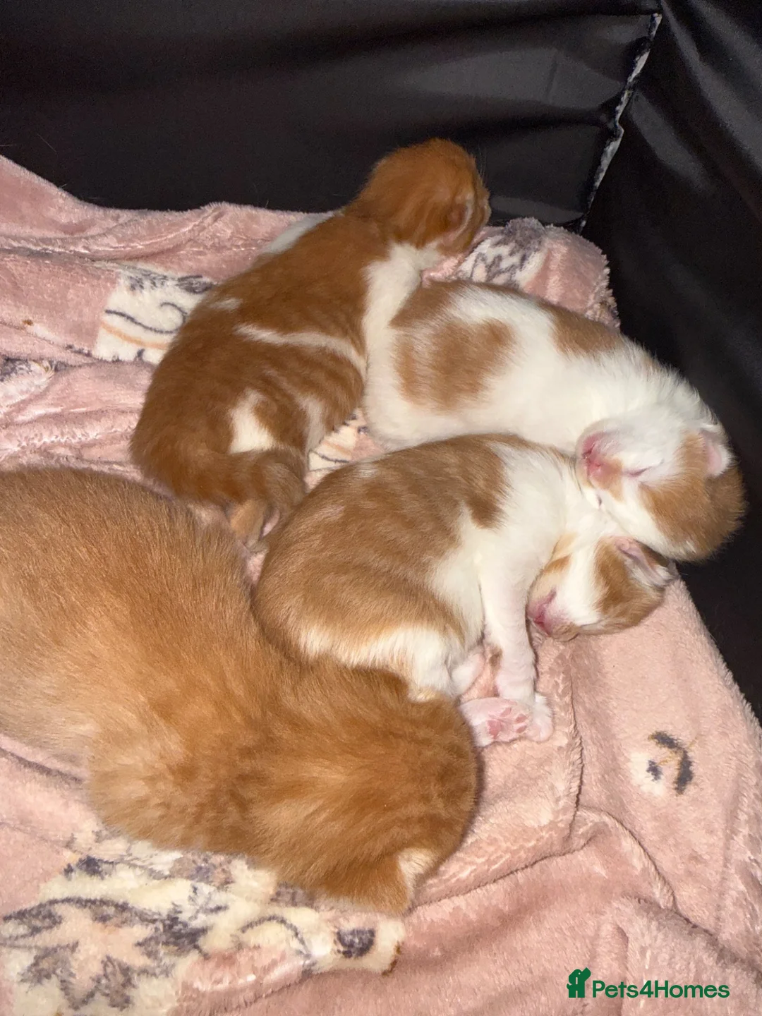 British Shorthair cats for sale: Beautiful ginger kittens  - Advert 6
