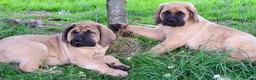 Mastiff dogs for sale: LAST BOY !! Mastiff puppies  - Advert 10