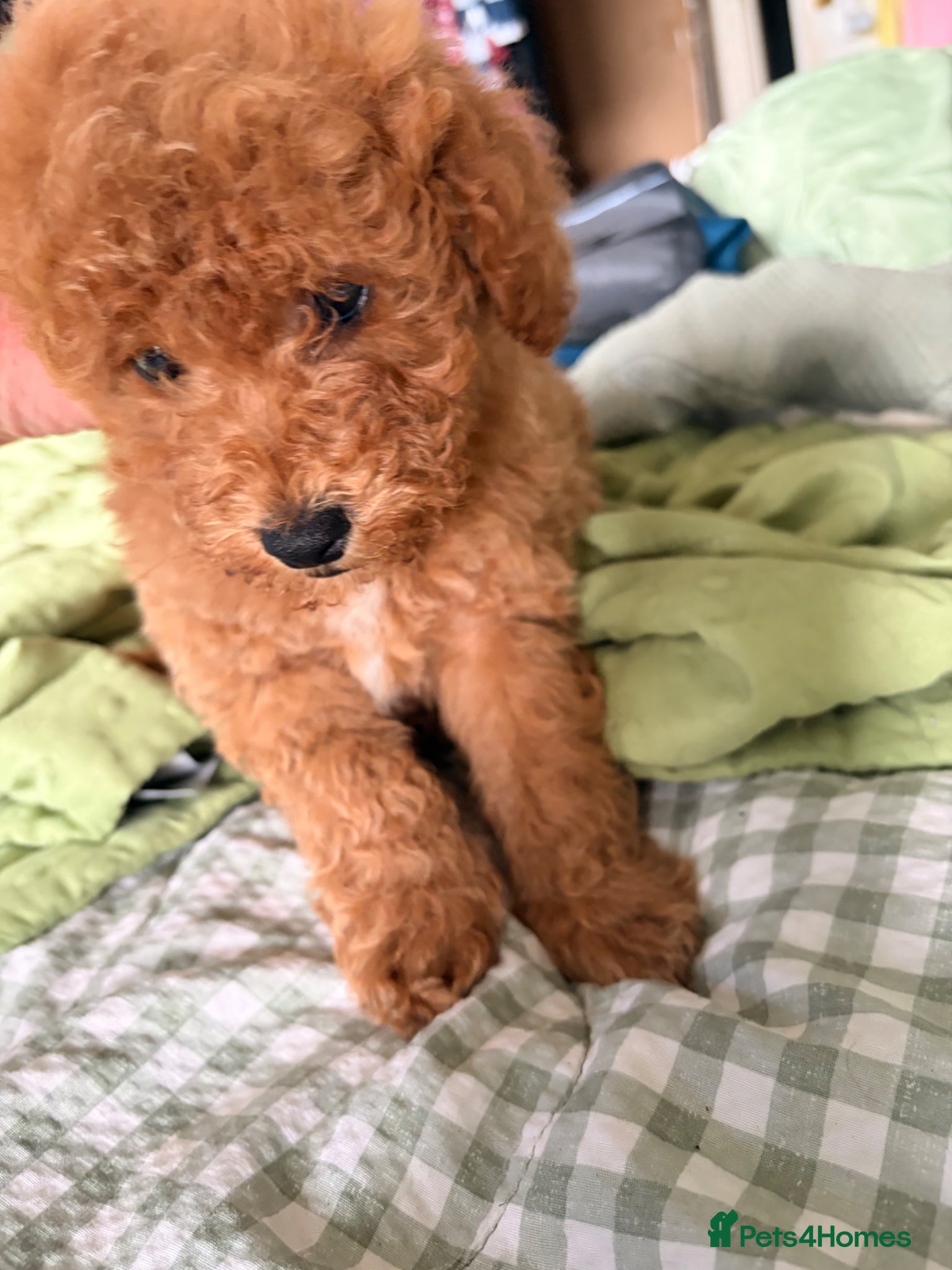 Maltipoo dogs MALTIPOO RED BOY  - Advert 1