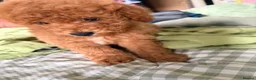 Maltipoo dogs for sale: MALTIPOO RED BOY  - Advert 6