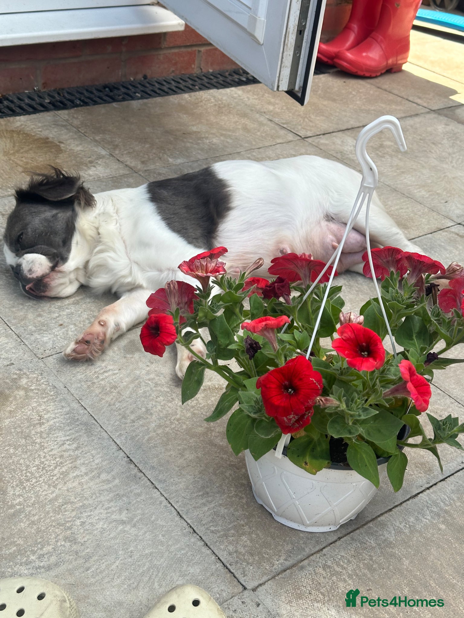 French Bulldog dogs Dwkc registered fluffy frenchie 🫶🏽 - Advert 2