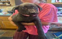 Labrador Retriever dogs for sale: Full Labradors ONE GIRL LEFT  - Image 1