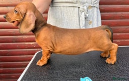 Dachshund dogs for sale: champion bred dachshunds  - Image 11