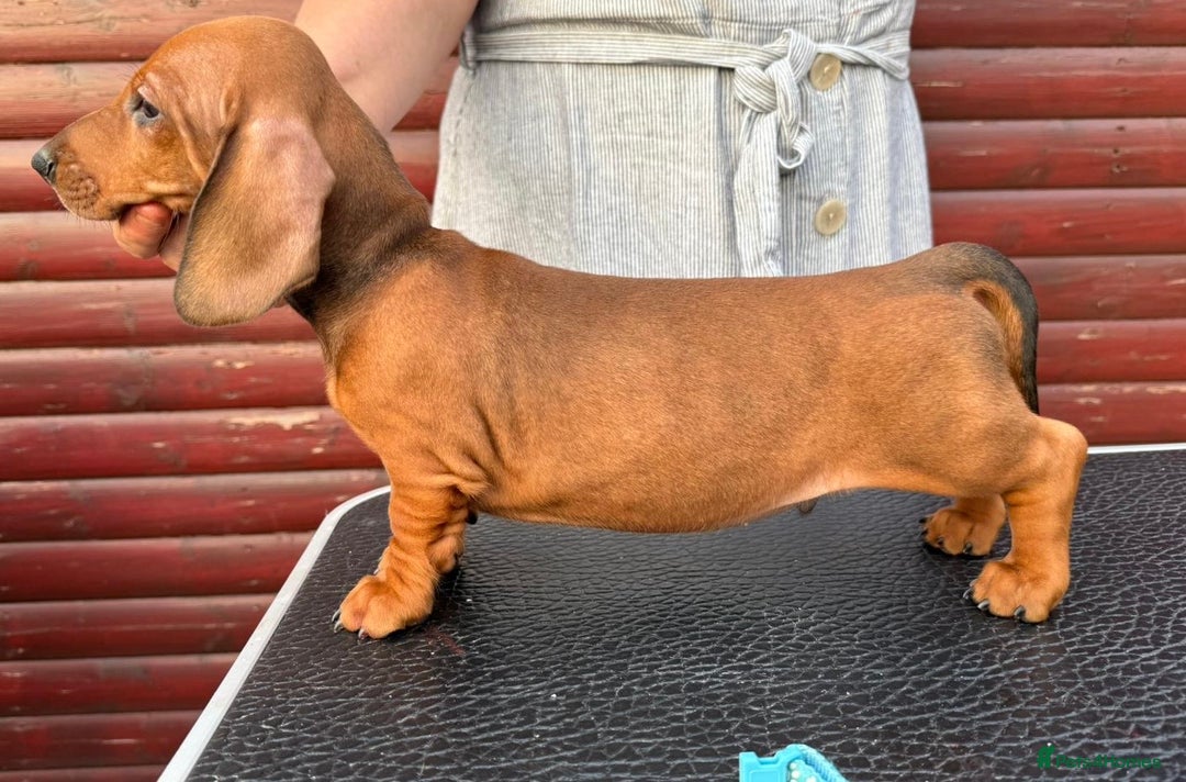 Dachshund dogs for sale: champion bred dachshunds  - Image 11