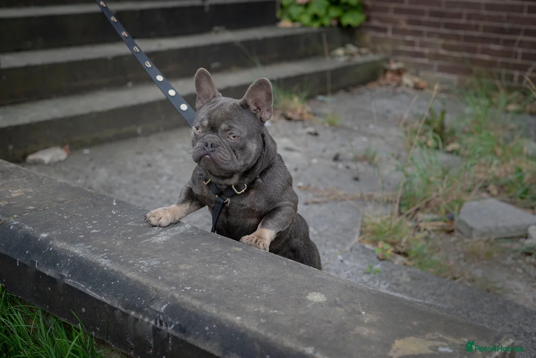 French Bulldog dogs for stud: 🐾 FRENCHIE STUD SEEKING FLING BEFORE SPRING 🐾 in Wakefield - Advert 3