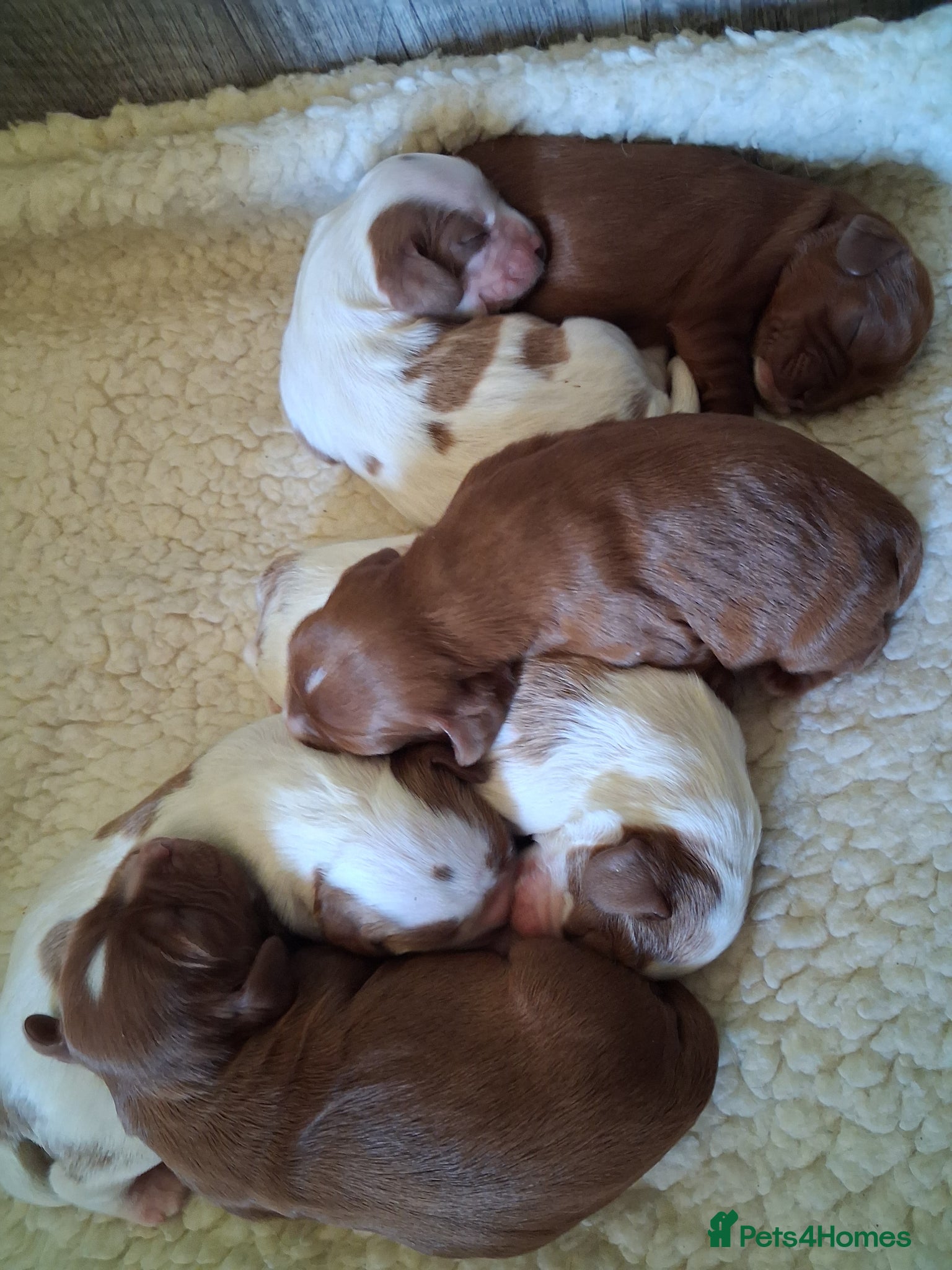 Cavalier King Charles Spaniel dogs Cavalier king Charles fully health tested lines - Advert 1