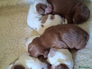 Cavalier King Charles Spaniel dogs Cavalier king Charles fully health tested lines - Advert 1