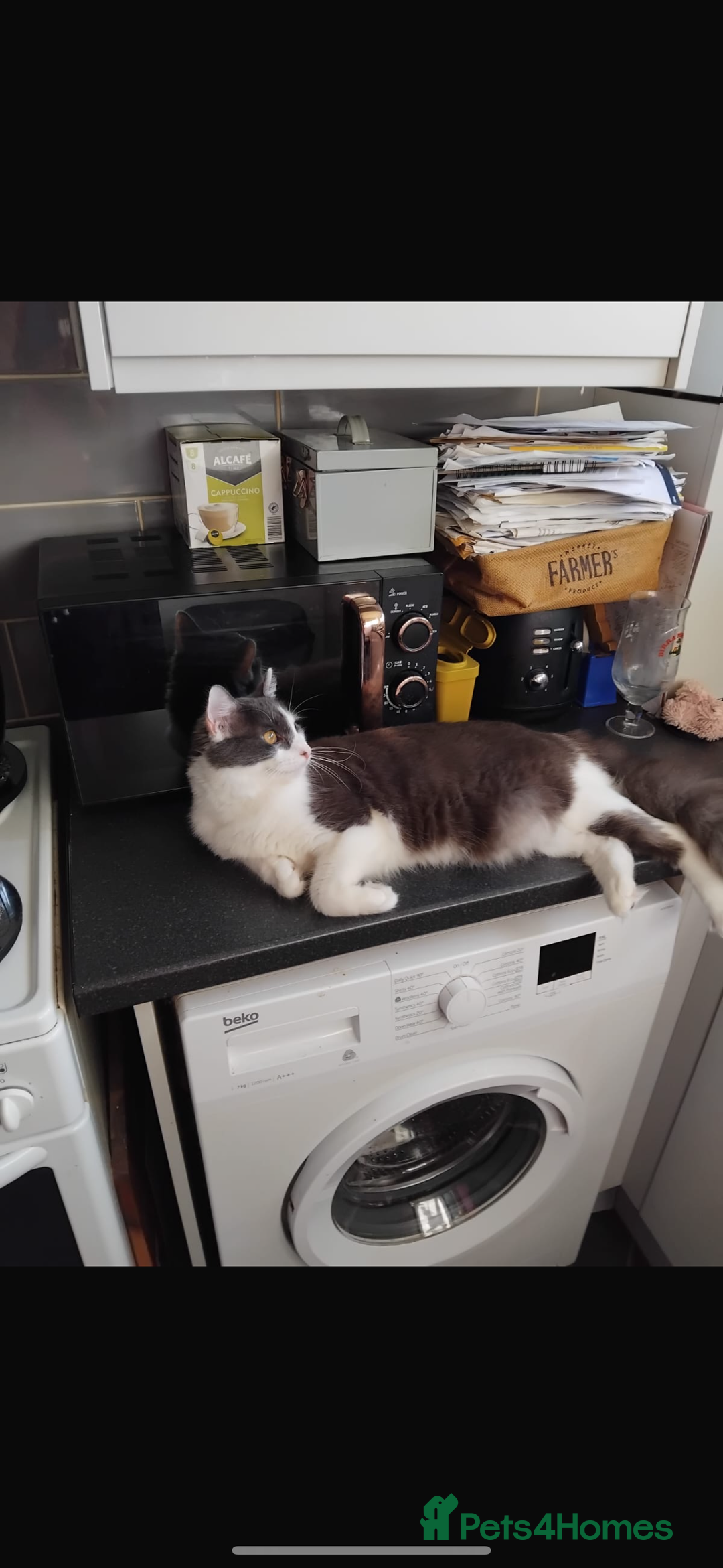 Mixed Breed cats for sale: Returned little guy - Advert 6