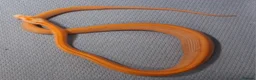 Corn Snake reptiles for sale: Corn snake morphs  - Advert 4
