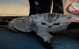 Scottish Fold cats for sale: 🐾 Beautiful Scottish Fold Kittens 🐾 - Image 10