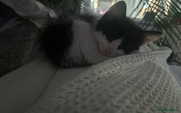 Mixed Breed cats for sale: 3 ragdoll mix kittens  - Image 6