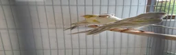 Canaries birds for sale: Fife + Opal Agage + Lizard Canaries - Advert 12