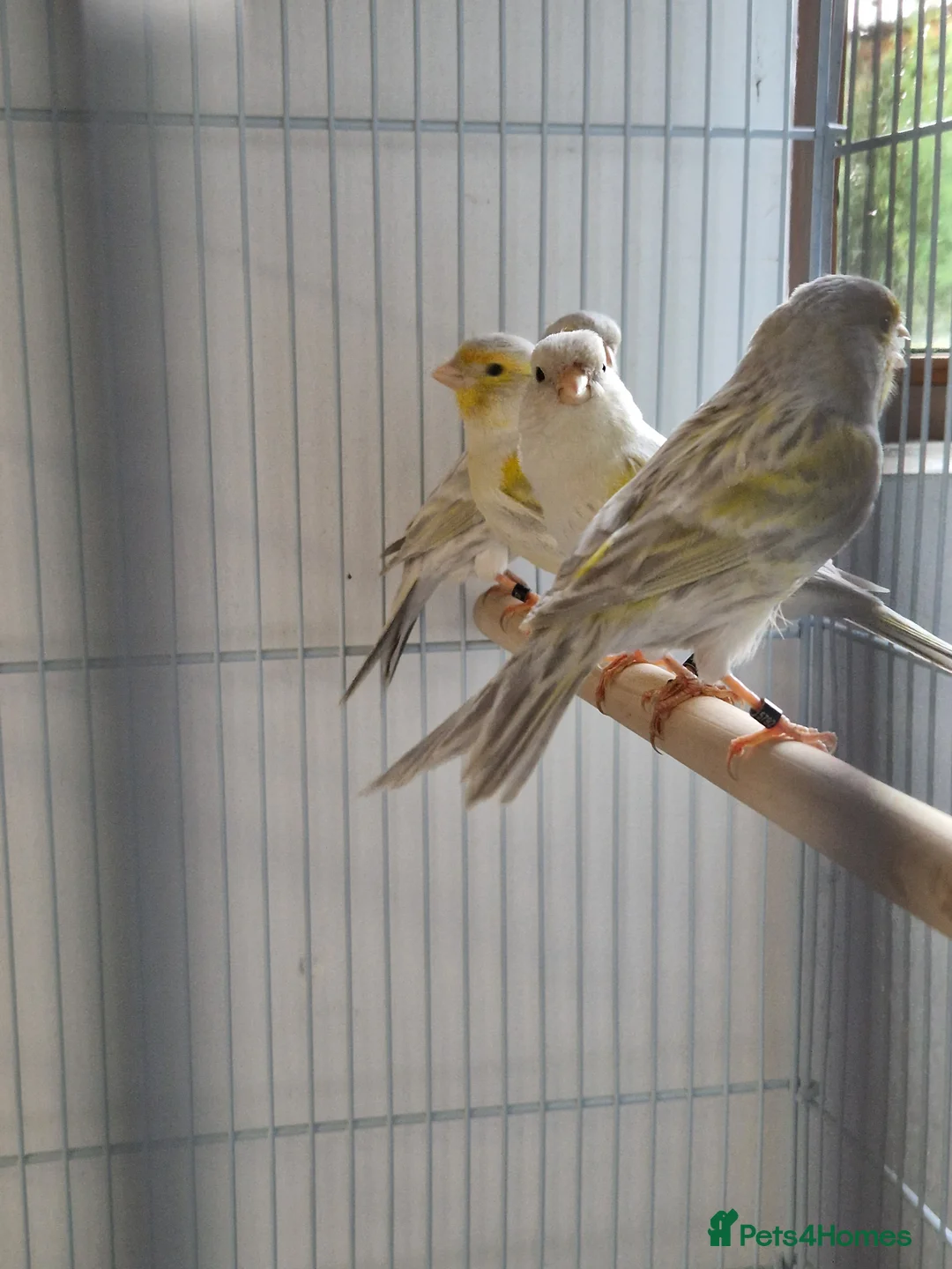 Canaries birds for sale: Fife + Opal Agage + Lizard Canaries - Advert 12