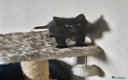 Mixed Breed cats for sale: 5 kittens for sale  - Image 3