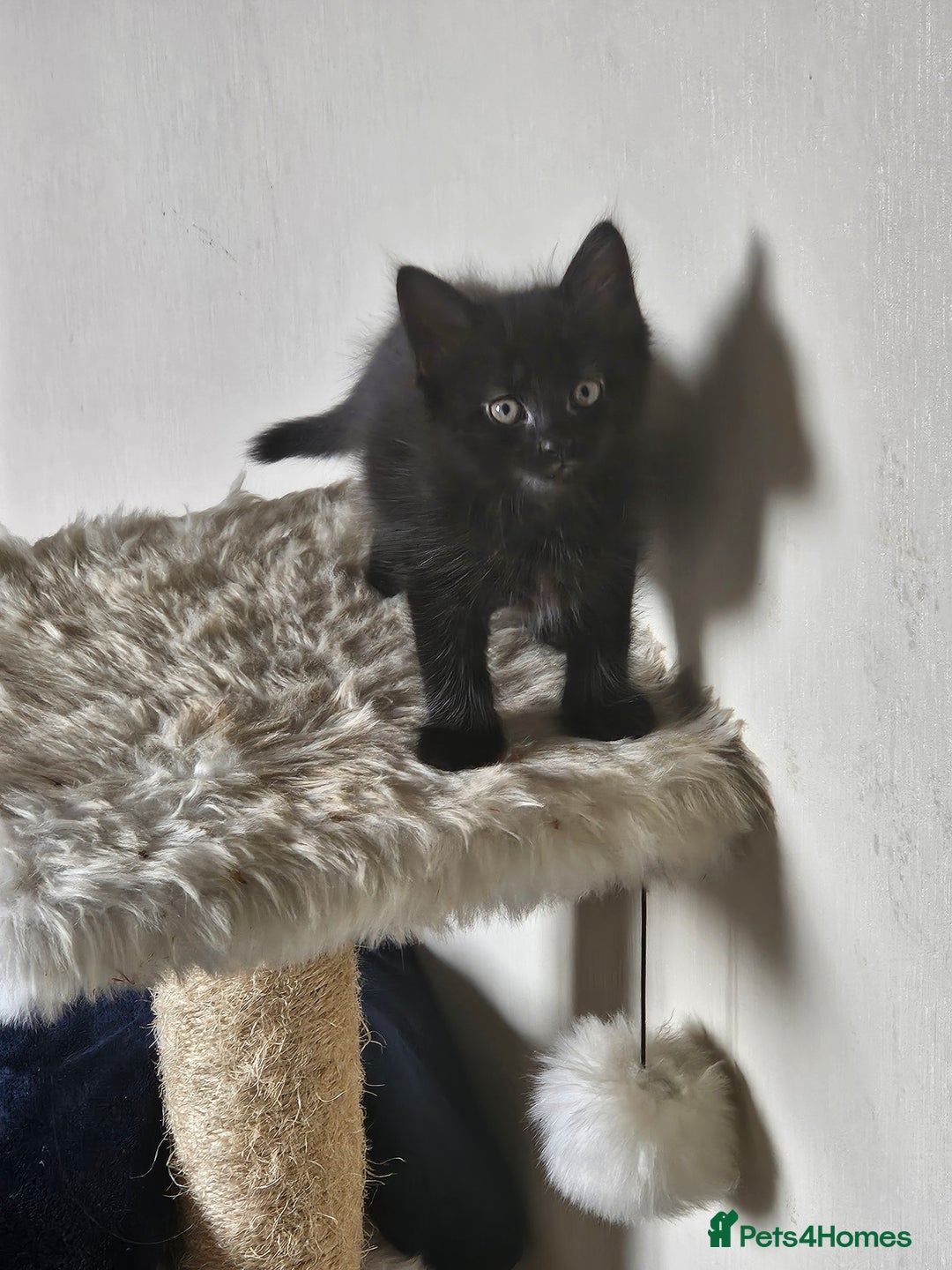Mixed Breed cats for sale: 5 kittens for sale  - Image 3