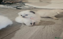 Ragdoll cats for sale: *READY TO LEAVE Beautiful Ragdoll kittens for sale - Image 14