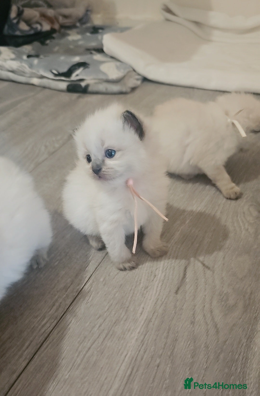 Ragdoll cats for sale: *READY TO LEAVE Beautiful Ragdoll kittens for sale - Image 14