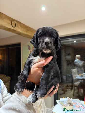 Cocker Spaniel dogs * only 1 left - Pedigree Working Cocker Spaniels - Advert 4