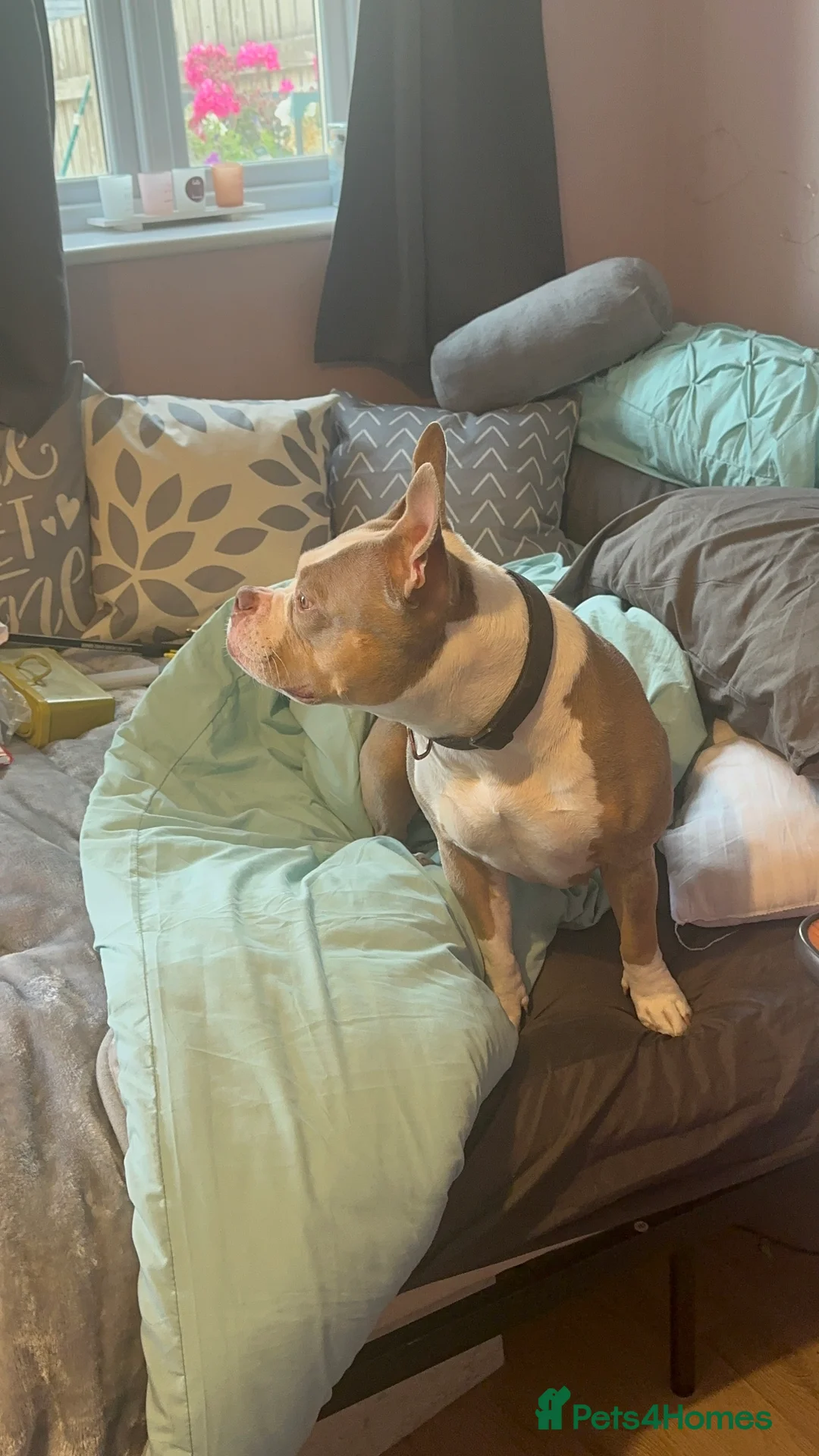 American Bully dogs for sale: Mysti – Loving 3-Year-Old American Pocket Bully - Advert 2