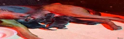 Chinese Red Dog dogs for sale: 4 Chinese red dog pubs ( AVAILABLE ) - Advert 3
