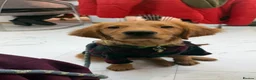 Golden Retriever dogs for sale: 9-Month-Old Male Pedigree Golden Retriever  - Advert 3
