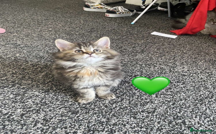 Maine Coon cats - Advert 1