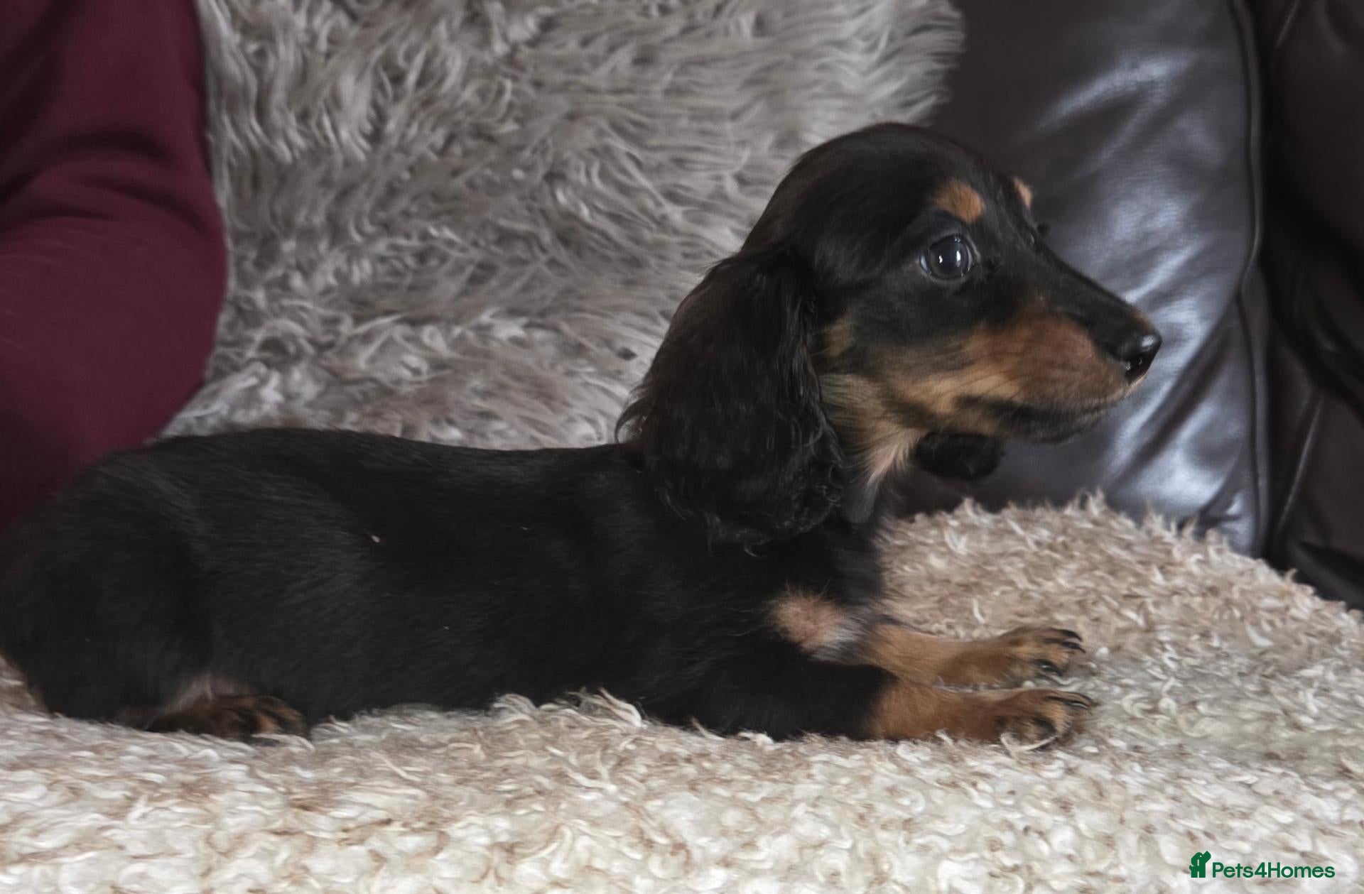 Miniature Dachshund dogs True longhaired minature dachshunds  - Advert 2