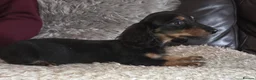 Miniature Dachshund dogs for sale: True longhaired minature dachshunds  - Advert 2