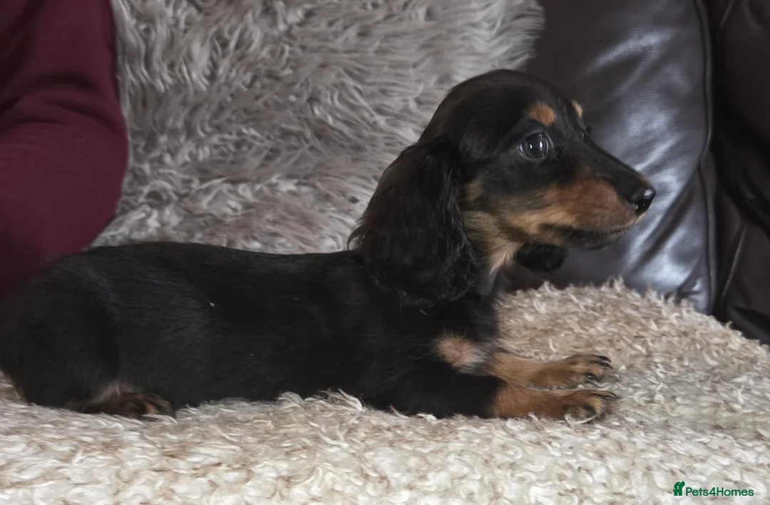 Miniature Dachshund dogs for sale: True longhaired minature dachshunds  - Advert 2