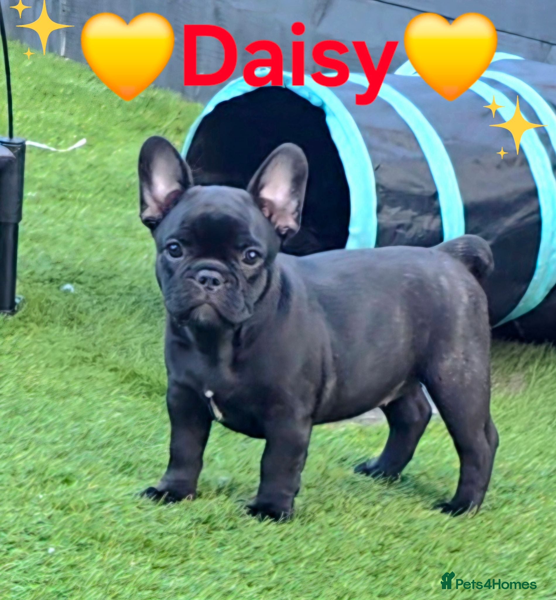 French Bulldog dogs 💛Bright, Affectionate Brindle Girl 💛Ready Now‼️ - Advert 3