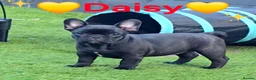 French Bulldog dogs for sale: 💛Bright, Affectionate Brindle Girl 💛Ready Now‼️ - Advert 13